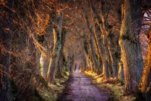El Príncipe 3 sendero de la magia